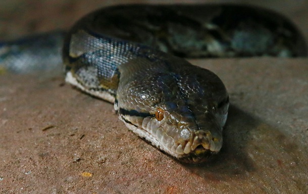 Спеціаліст дістав рептилію з кущів на території приватної садиби. Це найтовщий пітон, що будь-коли зустрічався змієловам.
