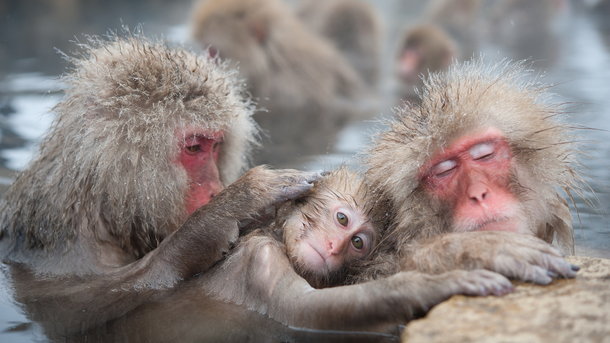 У зоопарку міста Фуццу в провінції Тіба на півночі Японії за допомогою смертельної ін'єкції, було вбито 57 снігових макак: у них був виявлений ген 