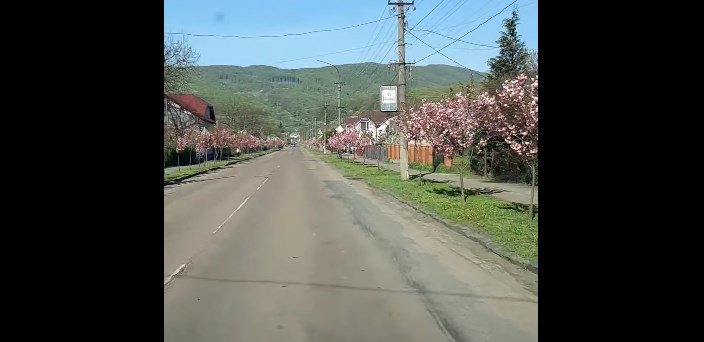 На кадрах видно молоденькі квітучі деревцята сакур вздовж дороги.