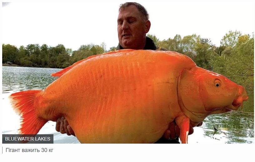 Гігантську рибину, яка навіть має ім'я 