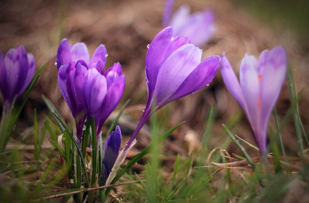 Перші весняні квіти вже з’явились у лісах, паркових зонах та в садочках мукачівців.