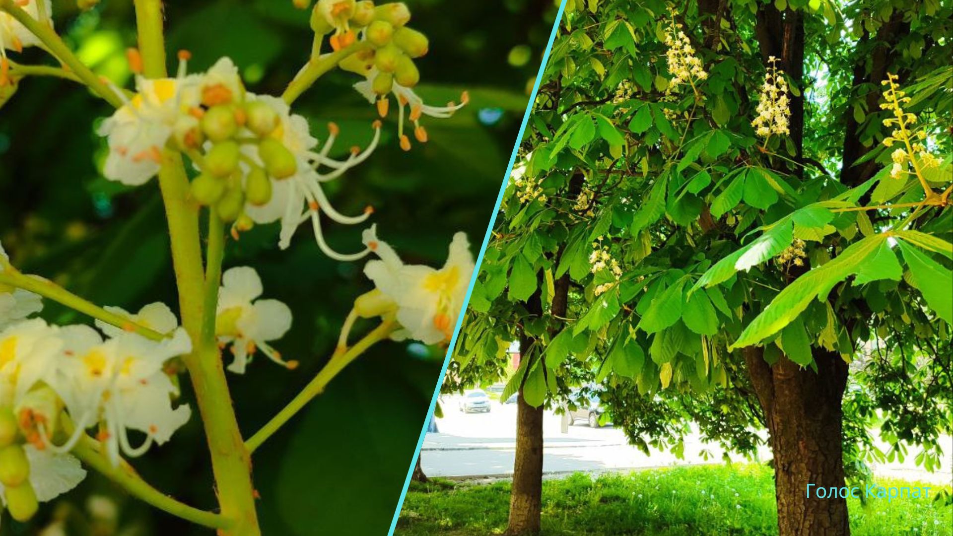 Весна принесла с собой удивительное явление. Каштаны, одно из самых распространенных деревьев в Ужгороде, уже зацвели, придавая городу невероятную красоту.