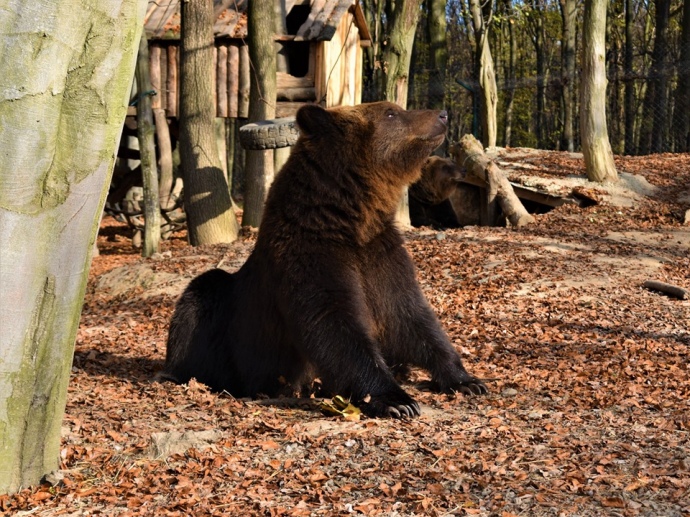 Через теплу погоду ведмеді в Карпатах не залягають у барлоги, а запасаються жиром на зиму.

