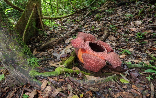Раффлезія, яка нещодавно розцвіла в Індонезії, має діаметр майже 122 см і визнана найбільшою квіткою.