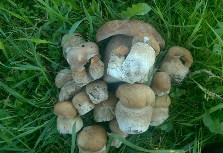 Вже майже місяць жителі області прочісують усі райони Закарпаття у пошуках білих грибів.