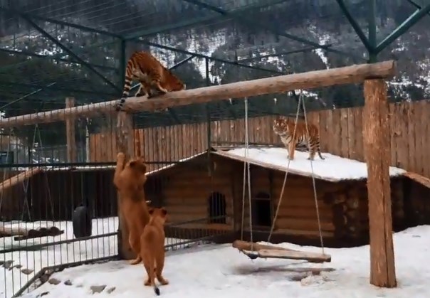 На видео сняты развлечениями тигров и львов в экопарке 