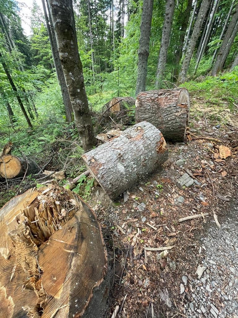 Рубали "безбожно" та на колосальні гроші: працівники ДЕІ виявили незаконну рубку (ФОТО)