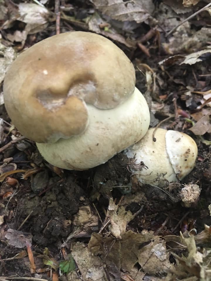 В Закарпатье начался сезон тихой охоты на белые грибы. Первый урожай этого мая опубликован на Facebook.