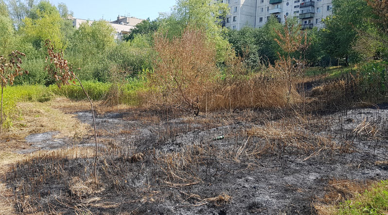 Біля озера Кірпічка в Ужгороді вигоріла і трава, і недавно висаджені молоді дерева.