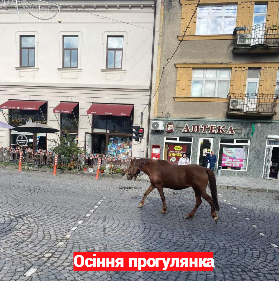 "То який номер маршрутки?": у центрі Ужгорода гуляє кінь (ФОТОФАКТ)