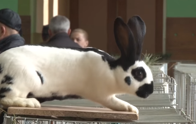 В минувшие выходные в Ужгороде прошла пятая юбилейная выставка кроликов, которая отметилась рекордным количеством ушастых участников. 