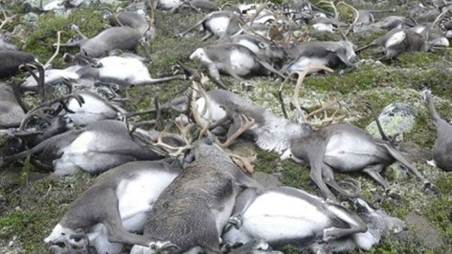 У найбільшому норвезькому національному парку Хардангервідда удар блискавки вбив 323 диких олені.