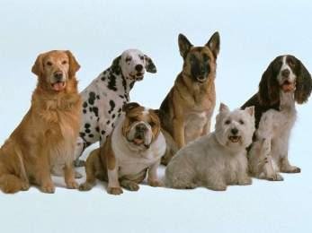 28 серпня в Ужгороді відбудеться виставка собак всіх порід, яку присвячено 25 річниці незалежності України - 