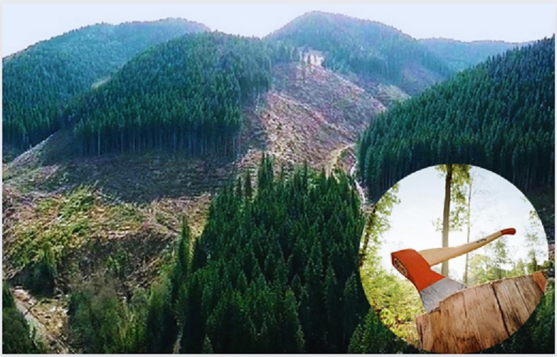 Спеціалізована екологічна прокуратура Закарпатської обласної прокуратури скерувала до суду обвинувальний акт щодо колишнього майстра лісу держпідприємства «Свалявське ЛГ».