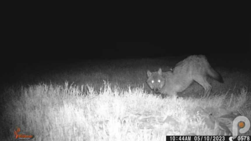 На Свалявщині на одну з фотопасток, яку встановили для виявлення браконьєрів потрапив вовк.