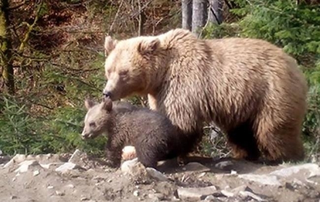 В национальном парке «Синевир» накануне Троицы родилось медвежонок.