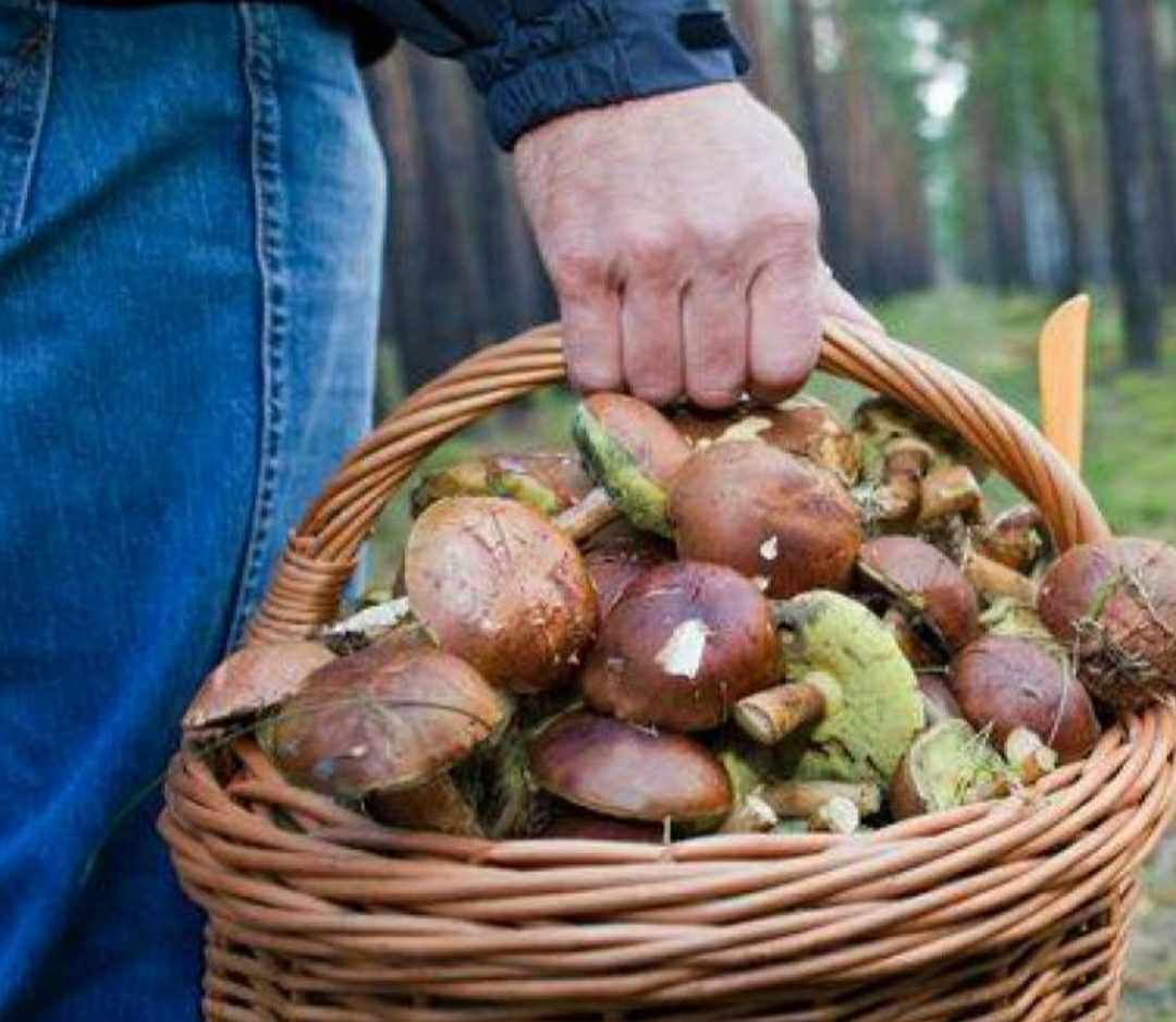 На Закарпатті чоловіки-грибники обходять траси: на них продовжують полювати люди у формі 