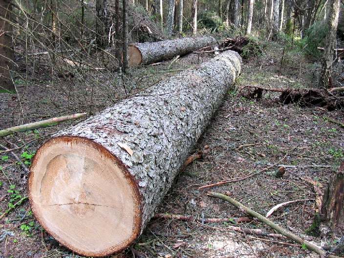 Прокуратура добилась взыскания более полумиллиона вреда, причиненного лесу незаконной рубкой деревьев.