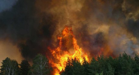 Рятувальники у неділю виявили новий осередок лісової пожежі в заповіднику “Чорнобильська Пуща”