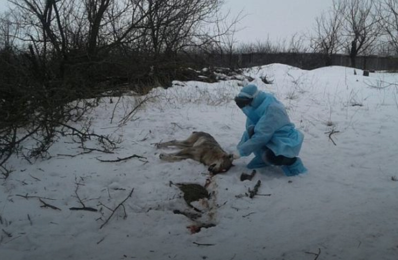 Дика тварина накинулася на трьох людей в Бердянському районі, що в Запорізькій області, у суботу, 12 січня 2018 року.
