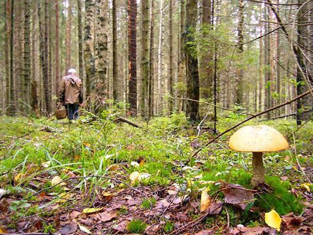 У лісах Тячівщини шукають грибника, що заблукав.