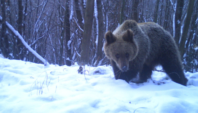 Взимку не всі ведмеді перебували у сплячці, були й ті, хто блукав лісами всю зиму.