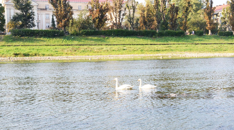 Лебеди – частые гости на реке Уж. К ним уже давно привыкли жители города... да И пернатые не боятся людей, которые нередко подкармливают белых красавцев.