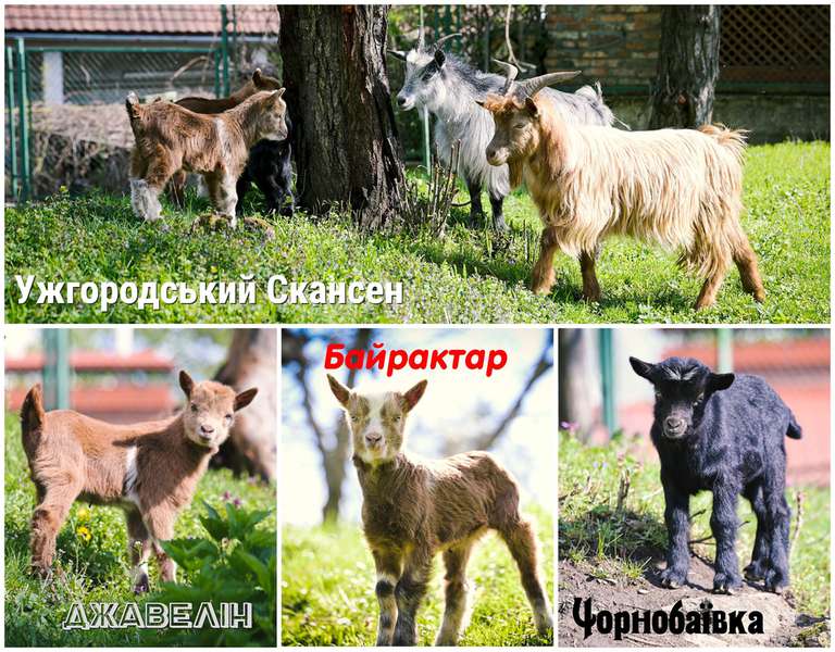 Байрактар, Джавелін та Чорнобаївка – так назвали козенят, які народилися в Ужгородському скансені. 