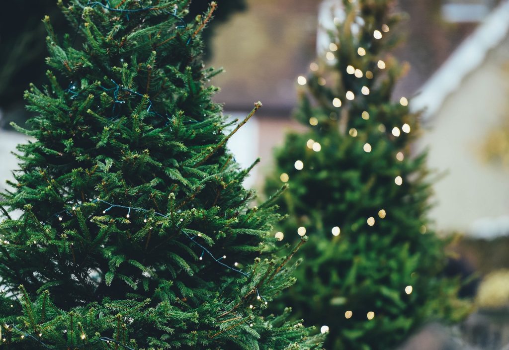 Праздники заканчиваются, и те из нас, кто украсил свой дом живой рождественской елкой, могут предотвратить засорение нашего замечательного города и оставить рождественскую елку на переработку.