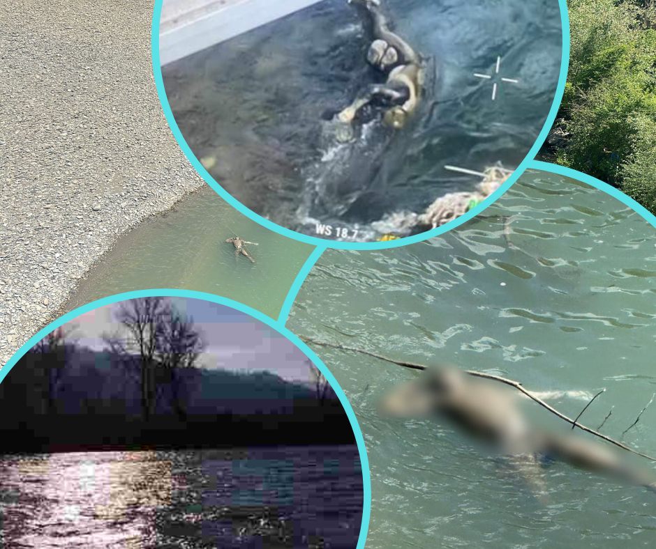 Дивовижно красива смертельна пастка на Закарпатті: одна з найнебезпечніших річок манить "туристів" зі всієї України (ФОТО)