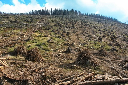 Ліси перебувають у небезпеці, виснажуються та зникають з блискавичною швидкістю. Переконаний Лукас Штрауман, директор Bruno Manser Fond (Швейцарія). 