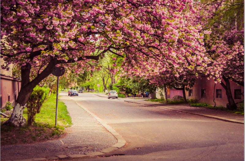 Города Закарпатья и даты, на которые они, по предварительному прогнозу, в этом году будут учитывать цветение сакуры, поставить на специальную карту.
