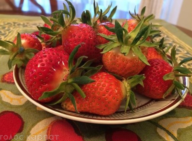 Зазвичай перший врожай полуниці на Виноградівщині з'являється в середині травня
