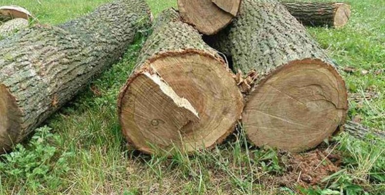 На Рахівщині прокуратура погодила підозру місцевому мешканцю, який незаконно вирубав на території природно-заповідного фонду дерев, на загальну суму понад 200 тис грн.