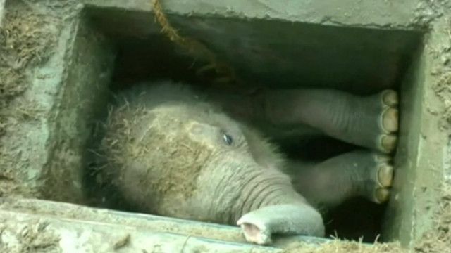 Слоненок упал в забетонированную яму. Из узкой ловушки его спасали рабочие и охранники леса.