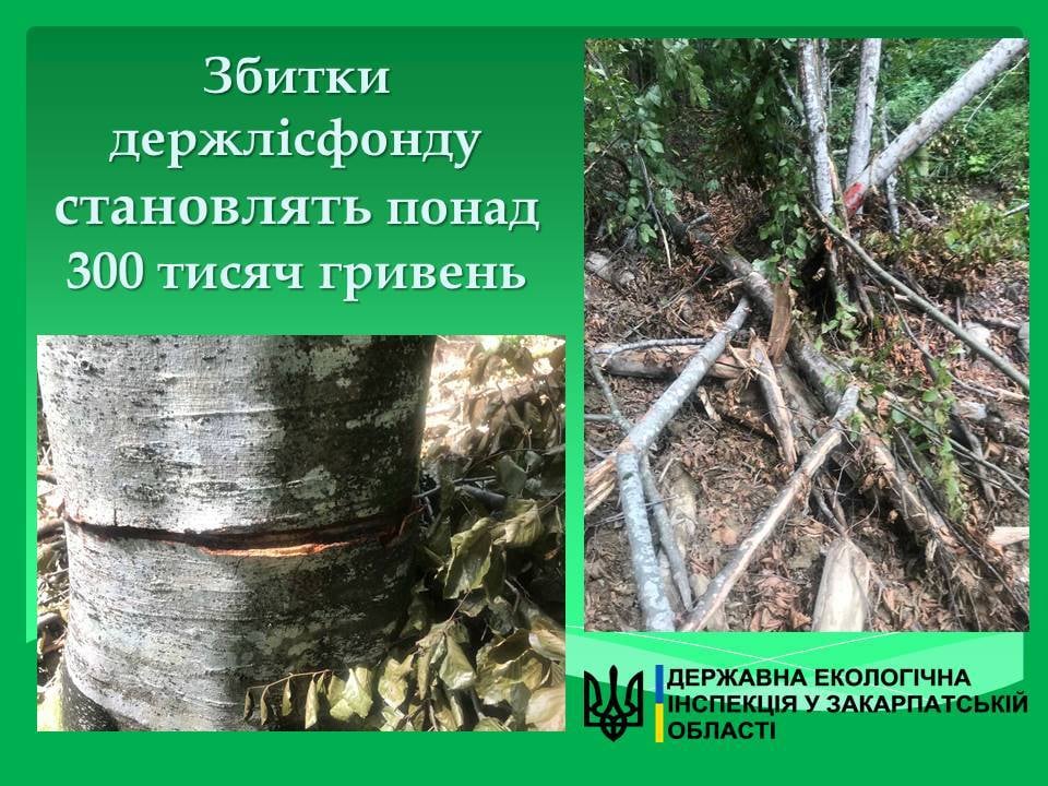 Спеціалісти Державної екологічної інспекції у Закарпатській області зафіксували чергові порушення законодавства у держлісфонді.