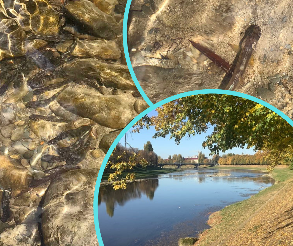 Реки Закарпатья полны сюрпризов: в одном из районов поселились новые водные обитатели (ФОТО)