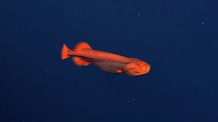 Вчені відносили дану рибу до трьох різних видів, допоки не з'ясували, що вона трансформується в процесі розвитку.