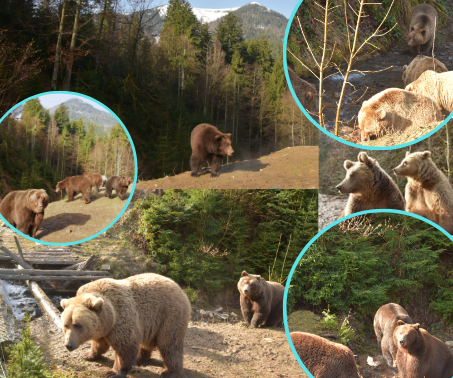 Уже зараз, коли природа оживає, ведмеді повертаються до своєї повсякденної активності та стають більш жвавими і рухливими.
