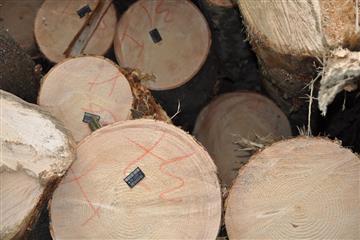 Відпускна ціна 1 куб.м. букових дров встановлена державним підприємством «Перечинський лісгосп».