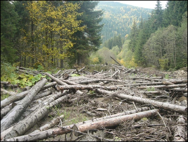 Браконьєри вирубують щонайменше три мільйони кубометрів деревини за рік. Це близько 20% від об’єму, що виробляється в країні.