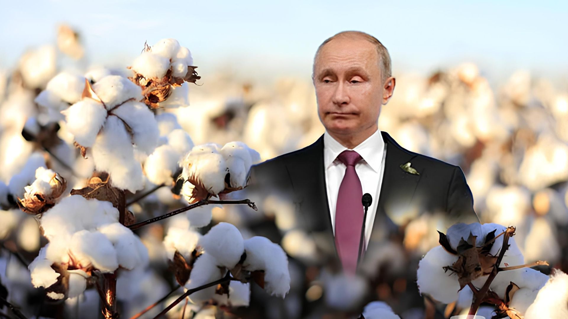 Це вам не Російська "бавовна": в Україні засіяли перші поля бавовнику