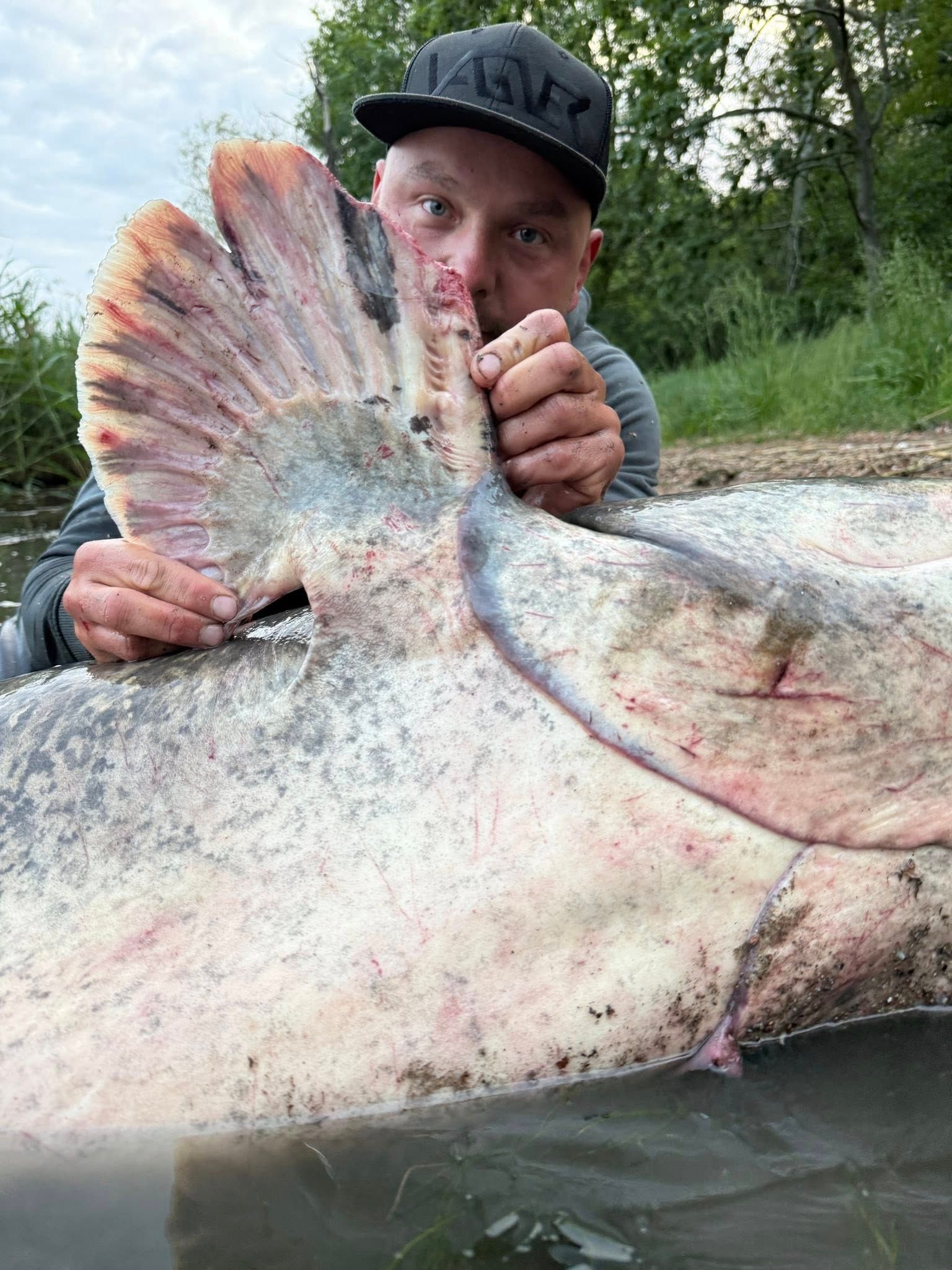 52 cm hosszú óriásharcsa: egy halász lenyűgöző méretű, 50 évnél idősebb halat fogott (FOTÓTÉNY)