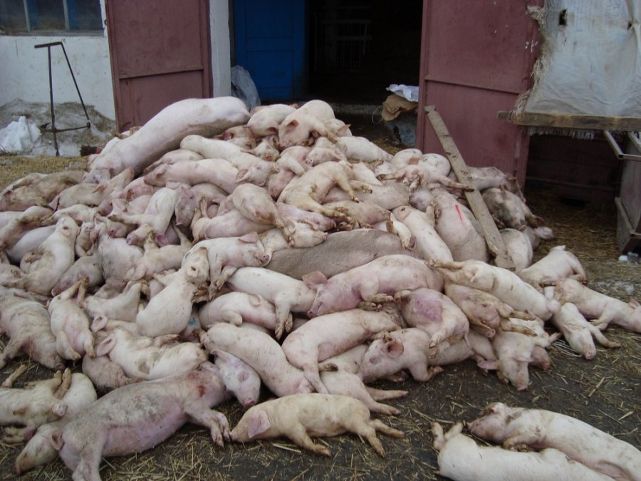 Карантинні обмеження знято. Епідемія африканської чуми свиней (АЧС), яка нещодавно спалахнула на Мукачівщині - минула.
