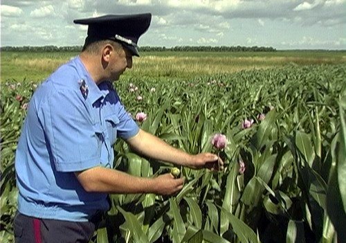 На Тячевщине правоохранители обнаружили незаконные посевы мака