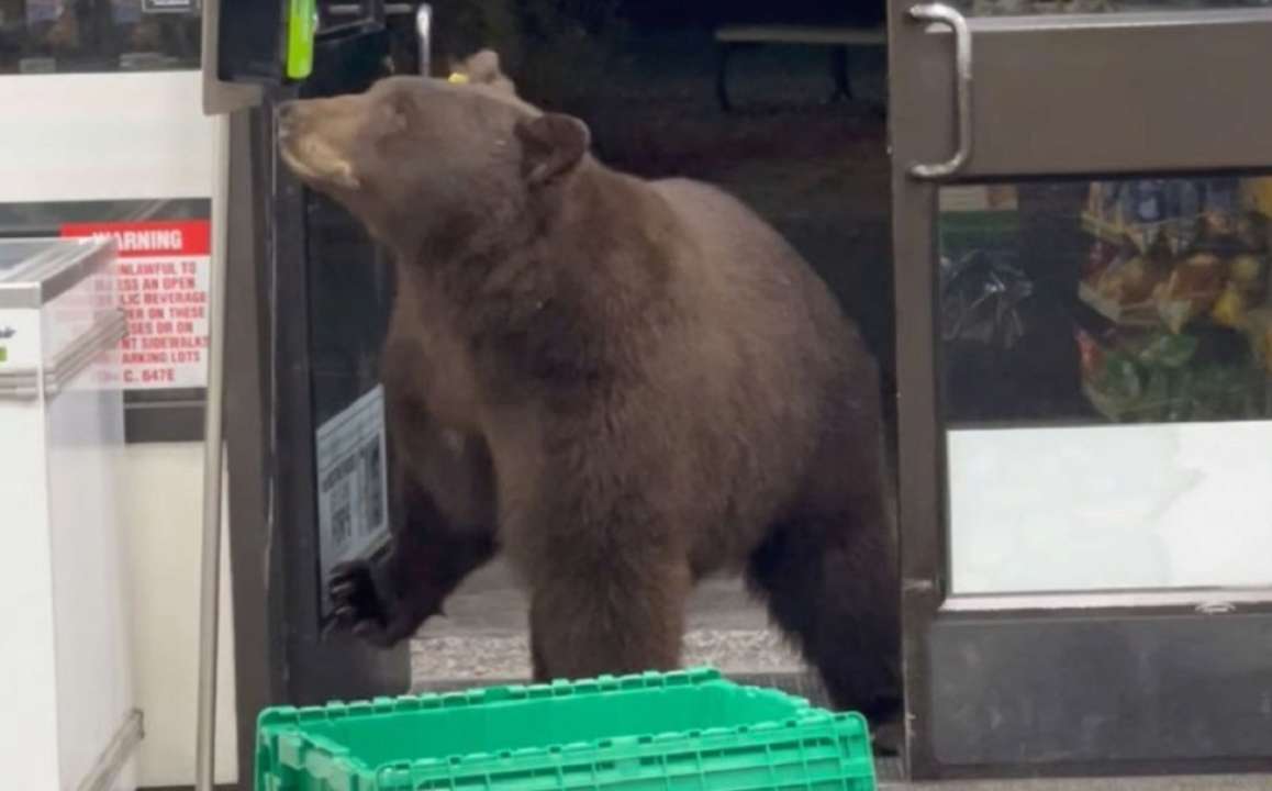Медведь пошел в магазин после того, как попытался отъехать от мусорных контейнеров.