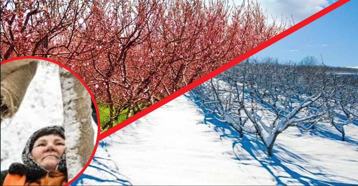 Фруктовий голод в Україні й біда закарпатців: що загрожує місцевим жителям через погоду?