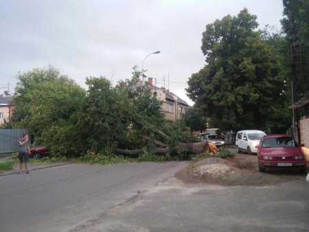 В Ужгороде снова бушует стихия. Ураган повалил еще одно дерево - на этот раз огромную липу на улице Русской. Дерево перегородило дорогу и движение в указанной части города.