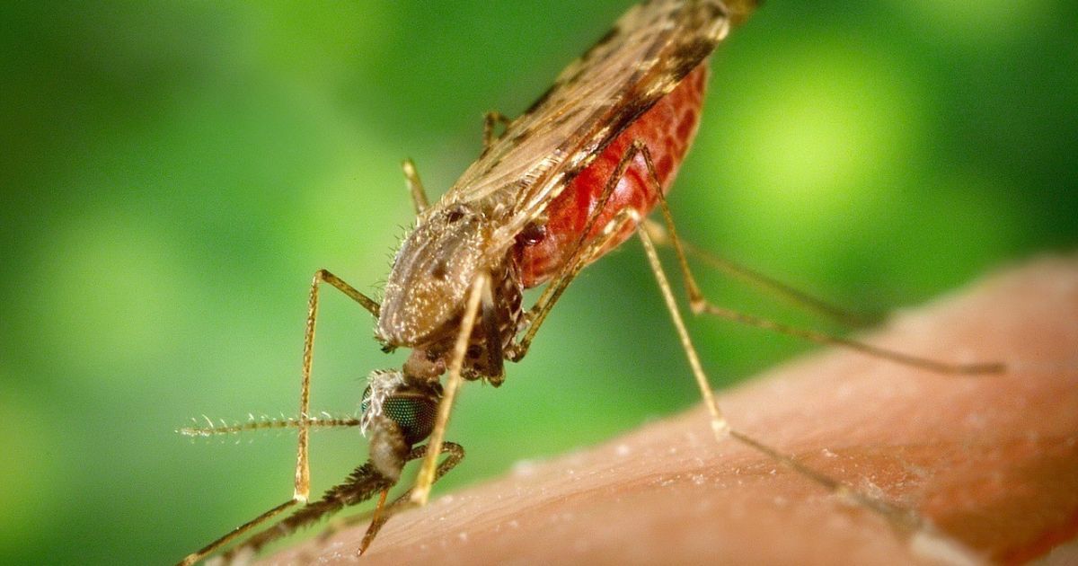 У лютому в Закарпатській області зареєстрували завезений випадок захворювання на малярію в громадян Республіки Конго.