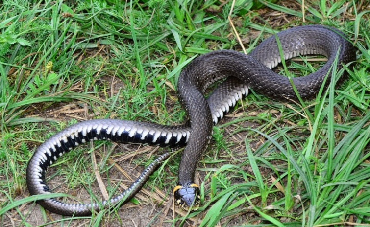 Небезпека вже чатує: 26-річний чоловік став жертвою підступної змії